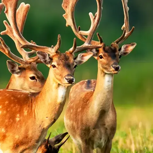 Animals